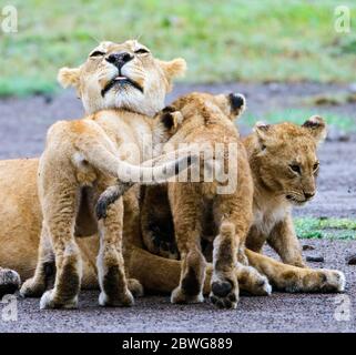 Nahaufnahme der entspannenden Löwenfamilie (Panthera leo), Ngorongoro Conservation Area, Tansania, Afrika Stockfoto