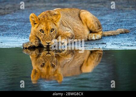 Löwe (Panthera leo) liegt am Flussufer, Ngorongoro Conservation Area, Tansania, Afrika Stockfoto