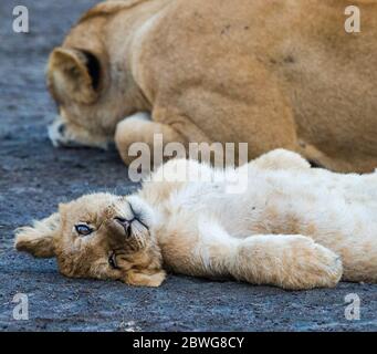 Löwe (Panthera leo) mit Jungen entspannend, Ngorongoro Conservation Area, Tansania, Afrika Stockfoto