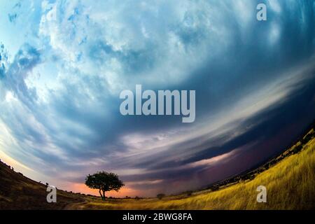 Wolken sammeln sich über Regenschirm-Dorn (Acacia tortilis Unterart heteracantha) im Serengeti Nationalpark, Tansania, Afrika Stockfoto