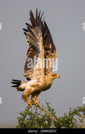 Waldadler (Aquila rapax) im Ngorongoro Conservation Area, Tansania, Afrika Stockfoto