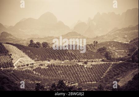 Graustufen Sepia Vintage Look von Reihen von Teebüschen auf einer Teeplantage an einem hellen sonnigen Tag Stockfoto