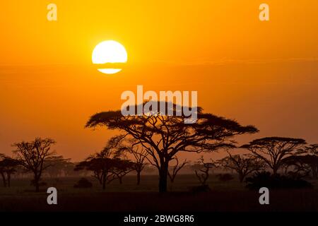 Sonnenuntergang über Regenschirm Dorn (Acacia tortilis Unterart heteracantha) Bäume im Serengeti Nationalpark, Tansania, Afrika Stockfoto