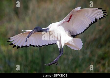 Afrikanischer Heiliger Ibis (Threskiornis aethiopicus), der über dem Ngorongoro Krater, Tansania, Afrika fliegt Stockfoto