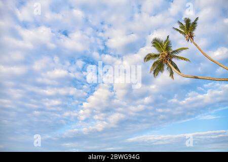 Kokosnusspalmen gegen den Himmel, Sommerurlaub Konzept. Stockfoto
