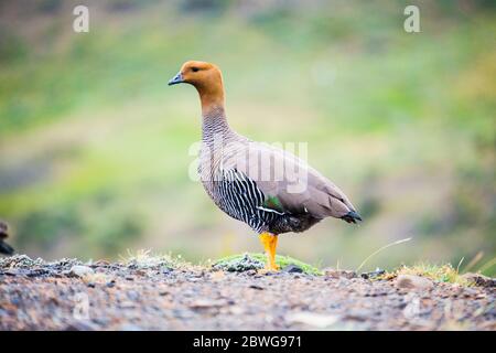 Nahaufnahme von Hochlandgans (Chloephaga picta), Patagonien, Chile, Südamerika Stockfoto