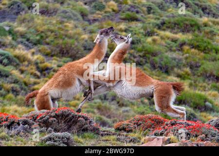 Nahaufnahme der kämpfenden Guanakos (Lama Guanicoe), Patagonien, Chile, Südamerika Stockfoto