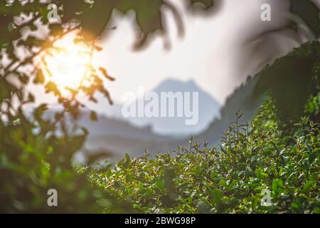 Ein schöner Schuss von einem Teebuch auf einer Plantage an einem sonnigen Tag, China Stockfoto