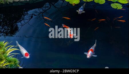 Berühmte bunte asiatische Fische Koi Karpfen, farbige Sorten von Amur Karpfen schwimmen in einem künstlichen Teich, Wassergarten. Blick von oben Stockfoto