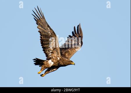 Waldadler (Aquila rapax) fliegen gegen klaren Himmel, Ngorongoro Conservation Area, Tansania, Afrika Stockfoto