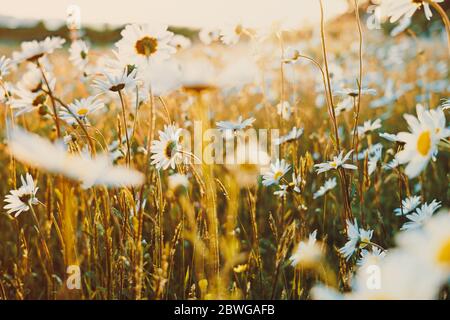 Feld Kamillen Blumen Nahaufnahme. Schöne Naturszene mit blühenden medizinischen Kamillen in Sonnentag. Alternative Medizin Frühling Gänseblümchen. Wiese Stockfoto