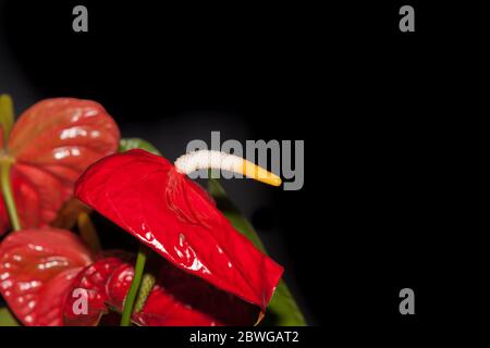 Große rote anturiumblume mit weißem und gelbem Staubgefäß auf schwarzem Hintergrund isoliert Stockfoto