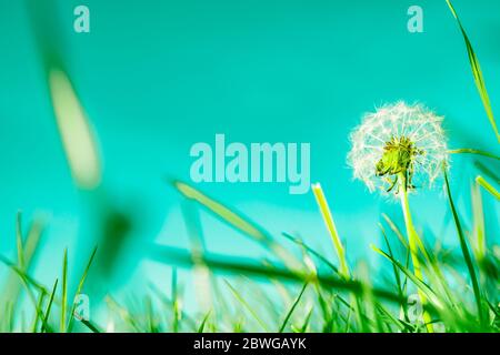 Grünes Feld niedrigen Blickwinkel mit selektivem Fokus Nahaufnahme Gras mit Löwenzahn-Samen Kopf Retro-Farbtöne. Stockfoto