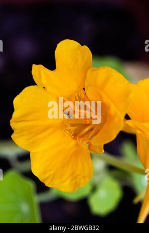 Gelbe Tropaeolum majus (Garten Kapuzinerkresse, indische Kresse oder Mönchspresse) in einem Topf in natürlichem Licht Stockfoto