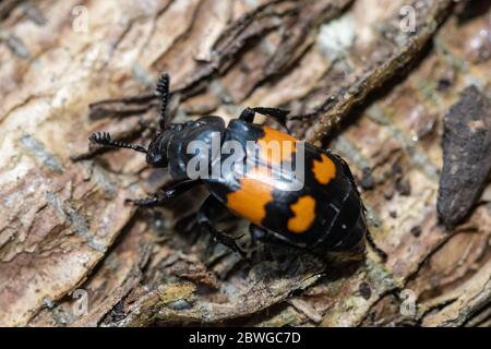 Gewöhnlicher Sexton Beetle (Nicrophorus vespilloides), auch Beetle genannt, UK Stockfoto