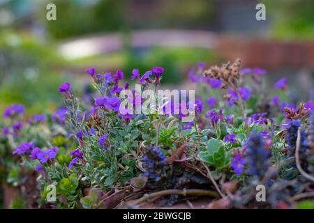 Bunte Aubrieta Garten Blumen Stockfoto