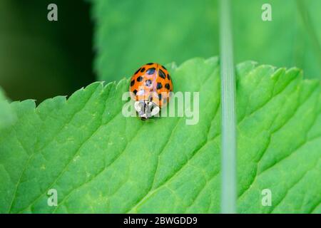 Asian Lady Beetle in Springtime Stockfoto