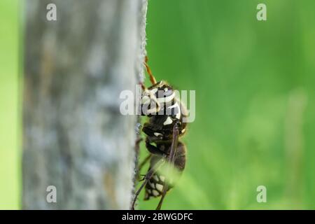 Kahlköpfiger Hornet im Frühling Stockfoto