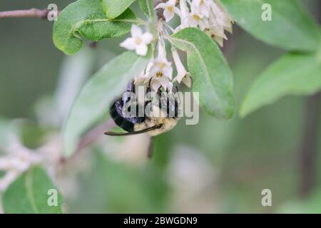 Hummel auf Herbst Olive Flowers Stockfoto