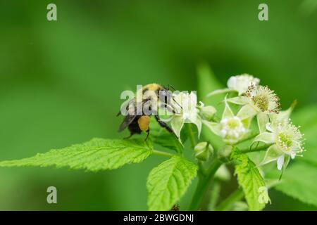 Hummel auf schwarzen Himbeer-Blumen Stockfoto