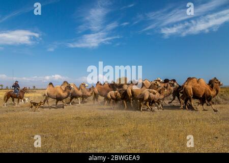 Kirgisischer Mann auf seinem Pferd, der baktrische Kamele hütet, in Issyk Kul, Kirgisistan Stockfoto