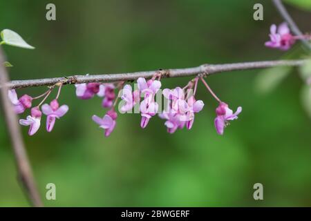 Östliche Rotbuden Blumen im Frühling Stockfoto