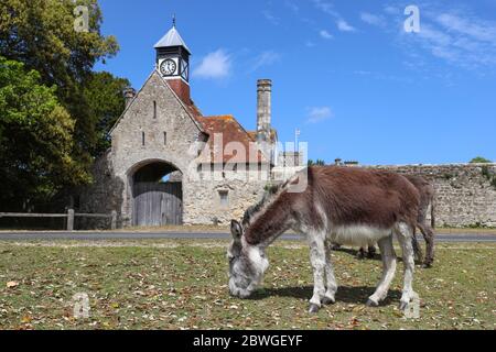 Esel grasen vor dem Uhrturm und dem Torhaus im Beaulieu Village im New Forest Stockfoto
