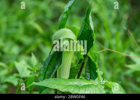 Jack in der Pulpit Blütenstand im Frühling Stockfoto