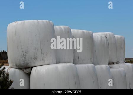 Heuballen im Feld im frühen Frühling Stockfoto