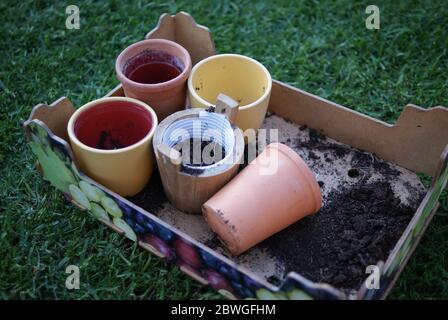 Kleine Pflanztöpfe in einem Tablett auf Gras Stockfoto