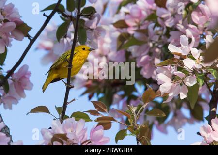 Gelbwaldsänger (Setophaga petechia, früher Dendroica petechia) Stockfoto