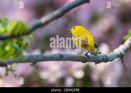 Gelbwaldsänger (Setophaga petechia, früher Dendroica petechia) Stockfoto