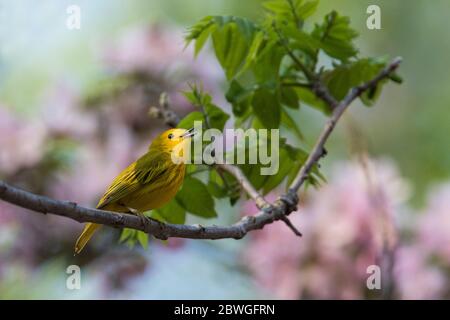 Gelbwaldsänger (Setophaga petechia, früher Dendroica petechia) Stockfoto