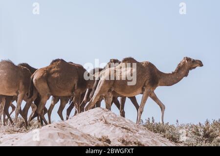 Herde Dromedare (arabische Kamele), die in einer Reihe durch einsame Sandflächen im Sonnenlicht wandern. Südmarokko Stockfoto