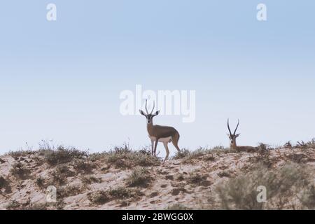 Zwei Saharan dorcas Gazellen (Gazella dorcas neglecta) als Ariel bekannt auf dem Hügel im Souss-Massa Nationalpark, Agadir, Marokko Stockfoto