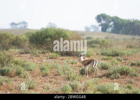 Saharan dorcas Gazelle (Gazella dorcas neglecta) als Ariel bekannt auf dem Hügel im Souss-Massa Nationalpark, Agadir, Marokko Stockfoto