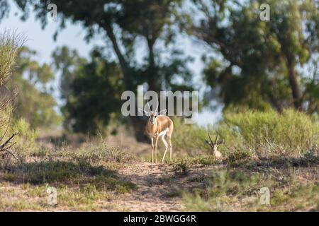 Saharan dorcas Gazelle (bekannt als Ariel) auf dem Hügel, Sous-massa Nationalpark, Agadir, Marokko Stockfoto