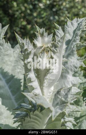 Große Blätter und scharfe Stacheln des Cotton Thistle / Onopordum acanthium bei strahlendem Sonnenschein. Die wollige Abdeckung verleiht dem weißen Aussehen. Stockfoto