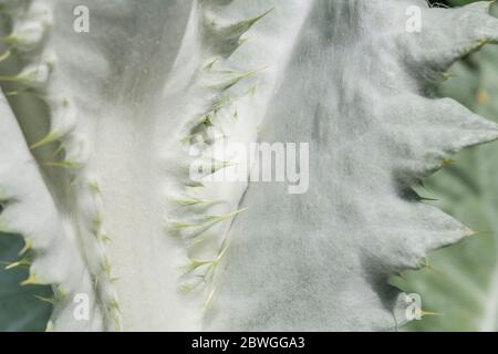 Große Blätter und scharfe Stacheln des Cotton Thistle / Onopordum acanthium bei strahlendem Sonnenschein. Die wollige Abdeckung verleiht dem weißen Aussehen. Stockfoto