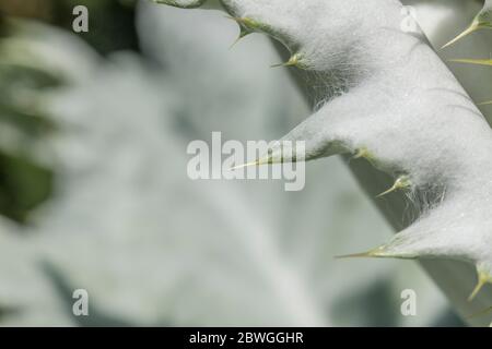 Große Blätter und scharfe Stacheln des Cotton Thistle / Onopordum acanthium bei strahlendem Sonnenschein. Die wollige Abdeckung verleiht dem weißen Aussehen. Stockfoto