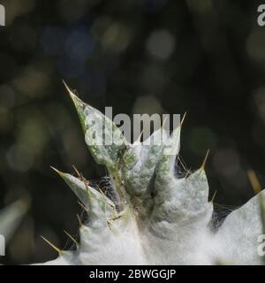 Große Blätter und scharfe Stacheln des Cotton Thistle / Onopordum acanthium bei strahlendem Sonnenschein. Die wollige Abdeckung verleiht dem weißen Aussehen. Stockfoto