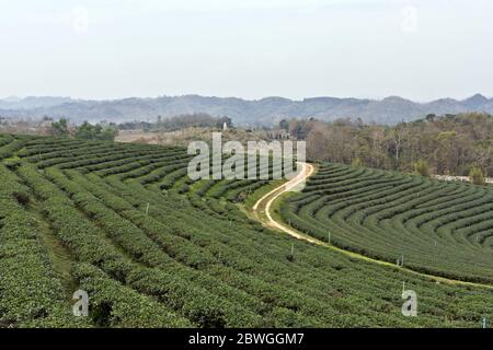 Schöne Landschaft in Choui Fong Tea Plantation, Mae Chan, Nord-Thailand, Asien Stockfoto