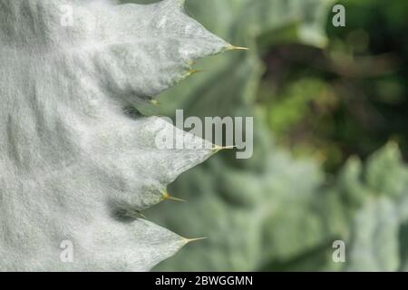 Große Blätter und scharfe Stacheln des Cotton Thistle / Onopordum acanthium bei strahlendem Sonnenschein. Die wollige Abdeckung verleiht dem weißen Aussehen. Stockfoto