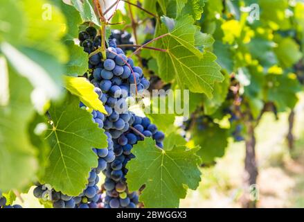 Rotwein Trauben auf einer Rebe in einem Weinberg in Mendoza an einem sonnigen Tag, Stockfoto