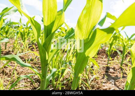 Unter grünen jungen Maiskeimen, an einem hellen sonnigen Tag Stockfoto