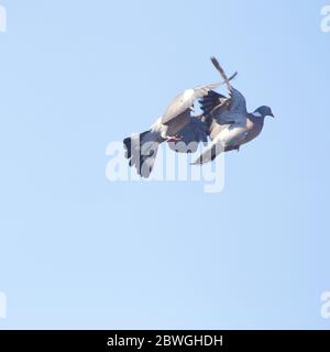 Zwei männliche gewöhnliche Holztaube (Columba palumbus), die in der Luft kämpft Stockfoto