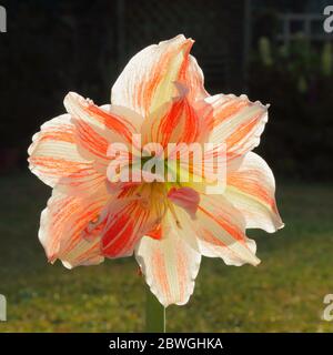 Nahaufnahme des blühenden Amaryllis-Blütenkopfes Stockfoto