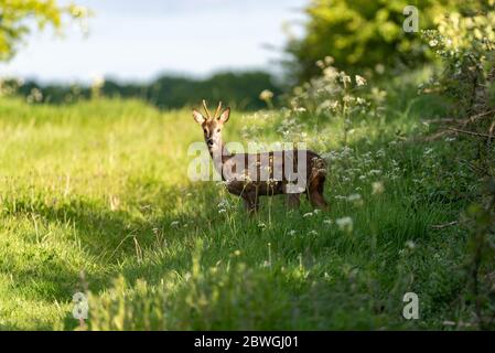 Ein junger Reh-Bock auf einer Frühlingswiese Stockfoto