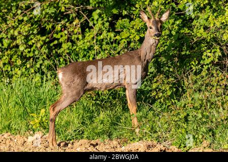 Ein junger männlicher Buck Reh, der an einer Hecke, Hampshire, Großbritannien, füttert Stockfoto