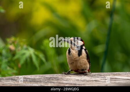 Männlicher Buntspecht, Dendrocopos major, Weld, Hampshire, Großbritannien Stockfoto